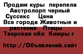 Продам куры, перепела. Австролорп черный. Суссекс. › Цена ­ 1 500 - Все города Животные и растения » Птицы   . Тверская обл.,Кимры г.